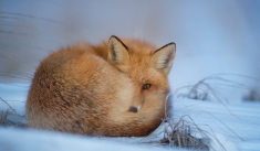 Kit d’intervention – Thème 2 : Les animaux et l’hiver