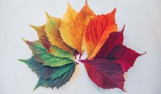 Activité sur les saisons