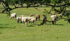 ￼Découvrez la Ferme Pédagogique de l’Île de Loisirs de Saint-Quentin-en-Yvelines !