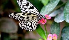 ￼Découvre la serre aux papillons ! 🦋📚